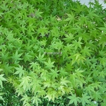 Acer palmatum (1)