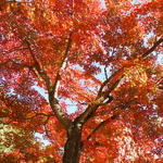 Acer palmatum