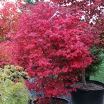 Acer palmatum Brandts Dwarf (7)