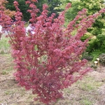 Acer palmatum Brandts Dwarf (9)