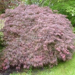 Acer palmatum dissectum Garnet