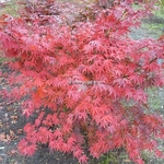 Acer palmatum Okagami (2)