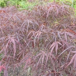 Acer palmatum Red Pygmy (1)