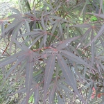 Acer palmatum Red Pygmy (3)
