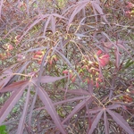 Acer palmatum Red Pygmy (4)