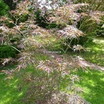 Acer palmatum Red Pygmy (5)