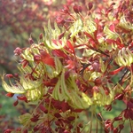 Acer palmatum Roseo Marginatum