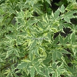 Acer palmatum Roseomarginatum (1)