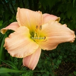 Hemerocallis Gemini (2)