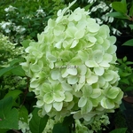 Hydrangea paniculata Diamantino