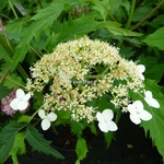 Hydrangea arborescens Emerald Lace (2)