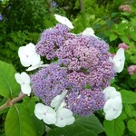 Hydrangea aspera Macrophylla