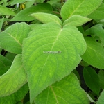 Hydrangea aspera Macrophylla (3)