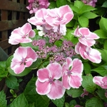 Hydrangea macrophylla Cahetel