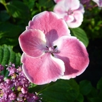 Hydrangea macrophylla Cahetel (1)