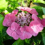 Hydrangea macrophylla Fasan (1)