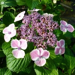 Hydrangea macrophylla Komo Chiana Seruka