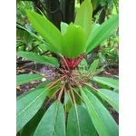 daphniphyllum%20macropodum%20(1)