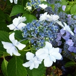 Hydrangea macrophylla Miharayama Yae (1)