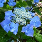 Hydrangea macrophylla Zorro (1)