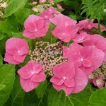 Hydrangea macrophylla Fasan (1)