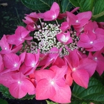 Hydrangea macrophylla Grasmucke (3)