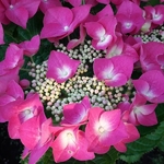 Hydrangea macrophylla Grasmucke (5)
