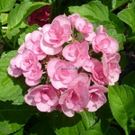 Hydrangea macrophylla Papillon (1)