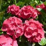 Hydrangea macrophylla Ruby Red (2)