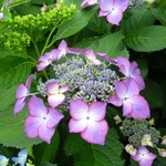 Hydrangea macrophylla Selina (2)