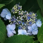 Hydrangea serrata Annie's Blue