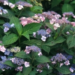 Hydrangea serrata Annies Blue (2)