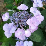 Hydrangea serrata Beni Yama (2)