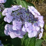 Hydrangea serrata Beni Yama