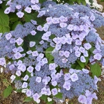 Hydrangea serrata Beni-yama (2)