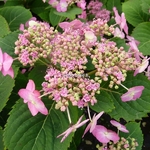 Hydrangea serrata Hallasan