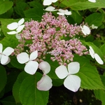 Hydrangea serrata Rosalba