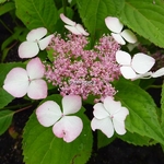Hydrangea serrata Rosalba (1)