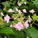 Hydrangea serrata Shichidanka (4)