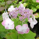 Hydrangea serrata Tokyos Delight