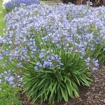 Agapanthus Blue Storm (1)