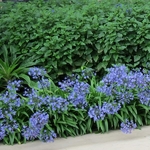 Agapanthus Blue Storm (2)