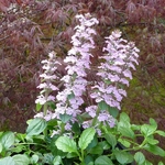 Ajuga reptans Rosea