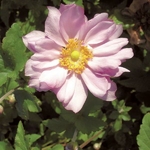 Anemone Konigin Charlotte