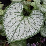 Brunnera macrophylla Jack Frost (9)