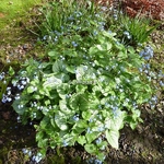 Brunnera macrophylla Jack Frost (3)