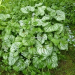Brunnera macrophylla Jack Frost (4)
