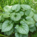 Brunnera macrophylla Jack Frost (7)