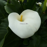 Calla palustris (4)