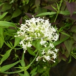 Centranthus ruber Alba